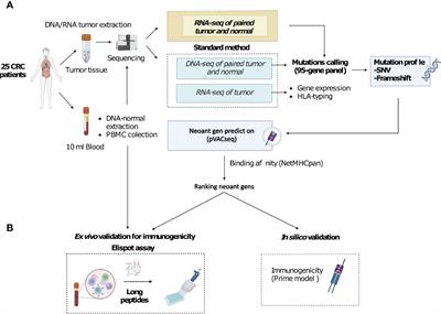 Improvement in neoantigen prediction via integration of RNA sequencing data for variant calling
